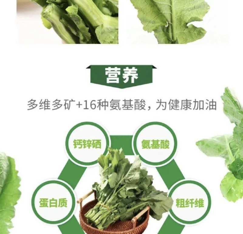 江苏优质板蓝根青菜，多维多矿为健康加油大量供应