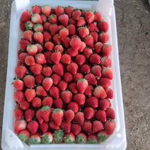 精品安徽红颜草莓美丽可口一手货源产地直发欢迎电联