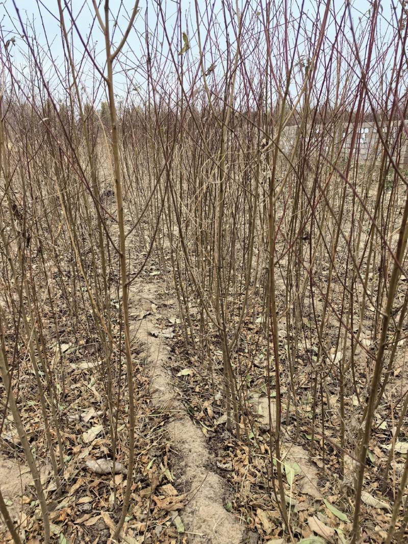 毛桃苗嫁接砧木桃树实生苗原生桃苗现起现发