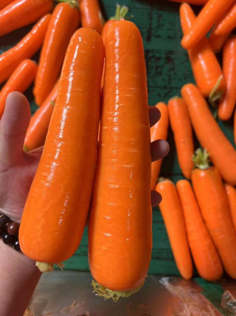 【牛商推荐】开封精品红萝卜大量有货，三红萝卜