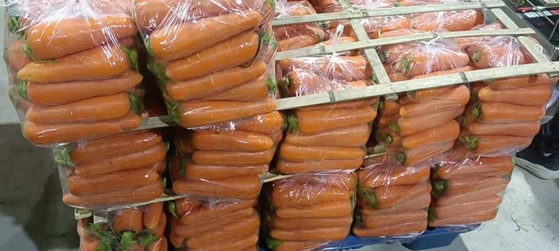 【牛商推荐】开封通许县基地红萝卜