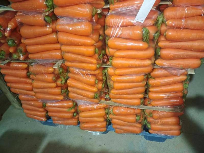 【牛商推荐】开封通许县基地红萝卜