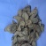 中药材黄芪，产地直供货源充足，品质可靠可视频看货