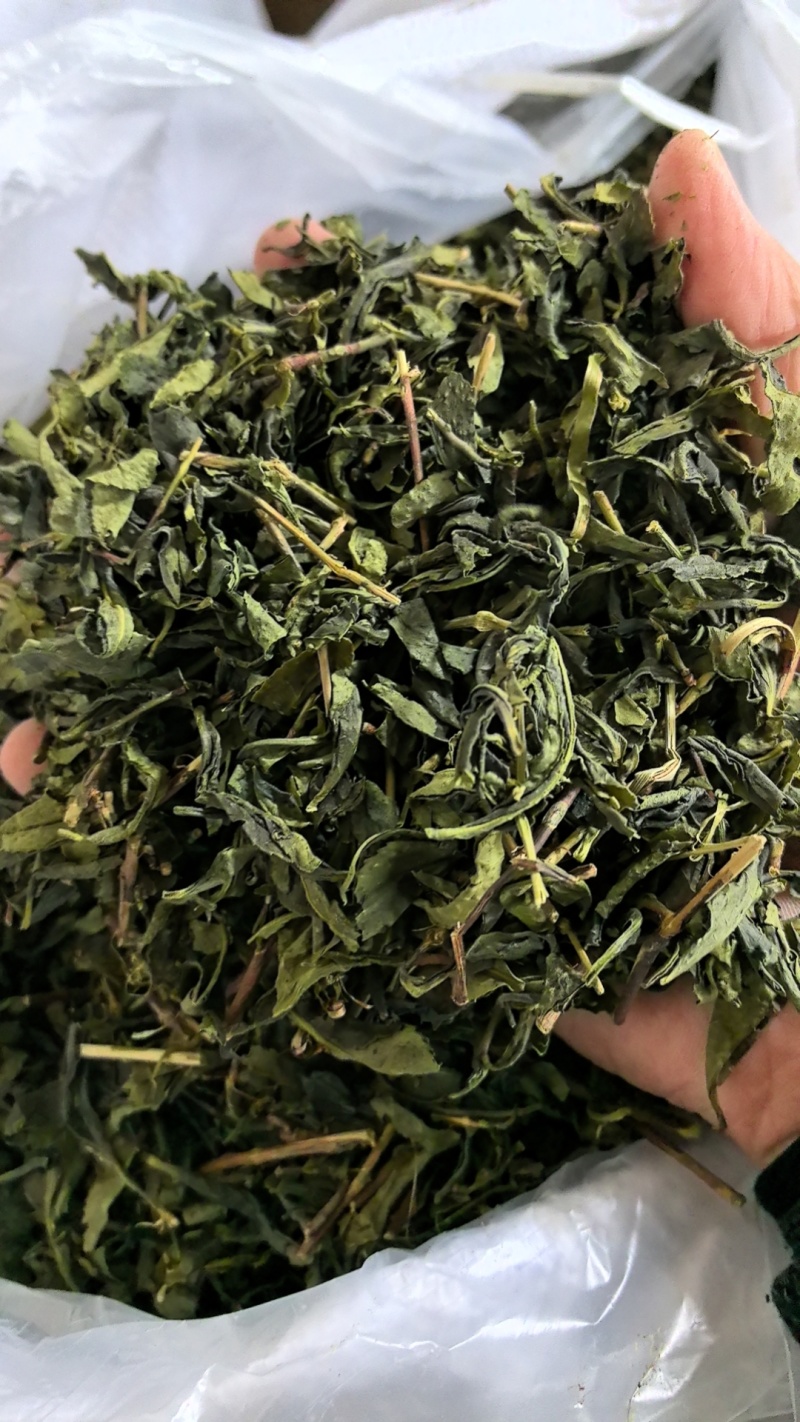 2024新茶绿茶茶叶低档云雾绿茶叶电商饭店宾馆商用原料茶