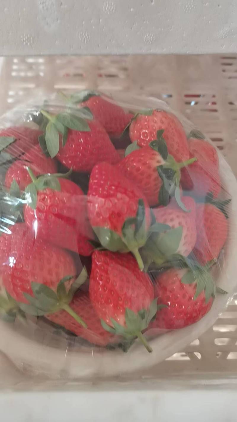 优质甜宝草莓货源充足量大从优欢迎老板前来选购可视频