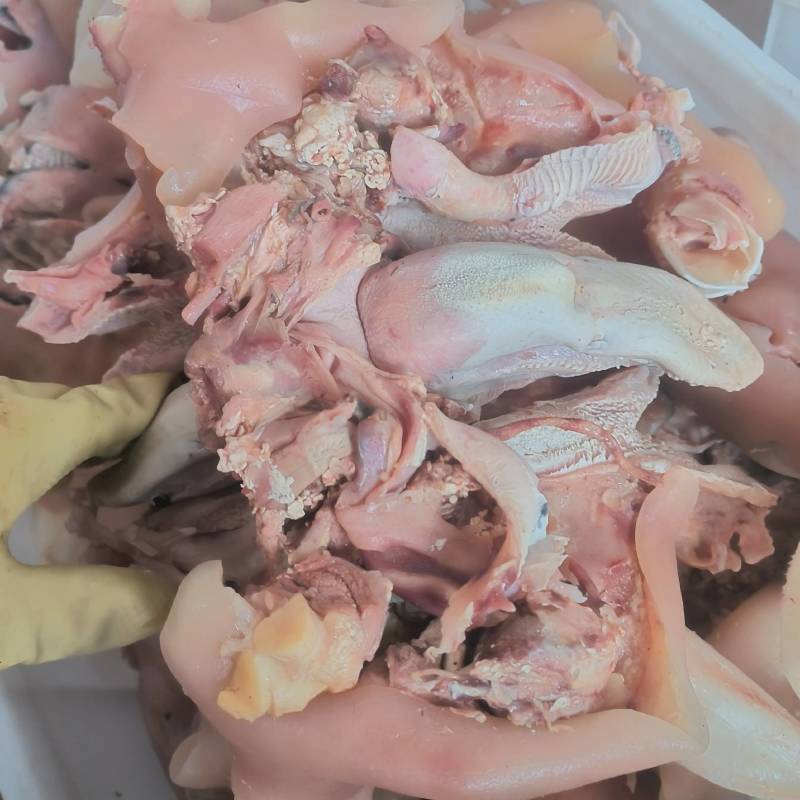 《精品》小牛头肉，小牛肚，小牛蹄，全套小牛杂，工厂货源