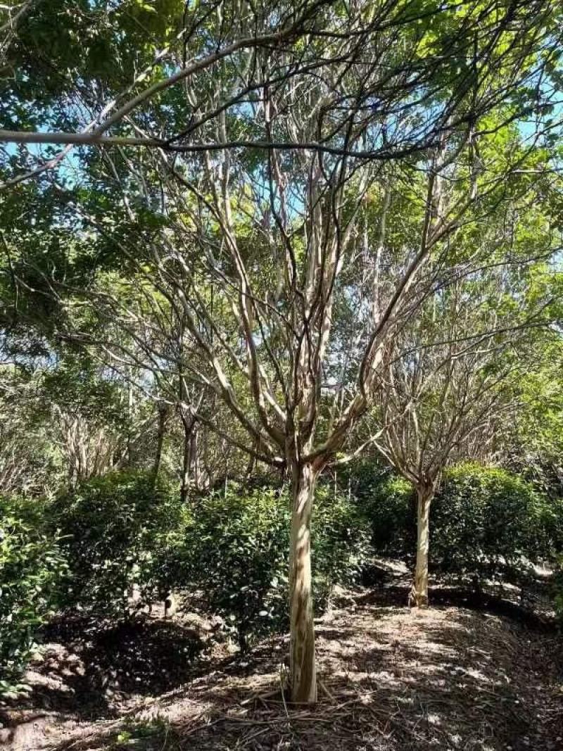 江西紫薇基地供应保质保量诚信经营量大从优可视频看货！