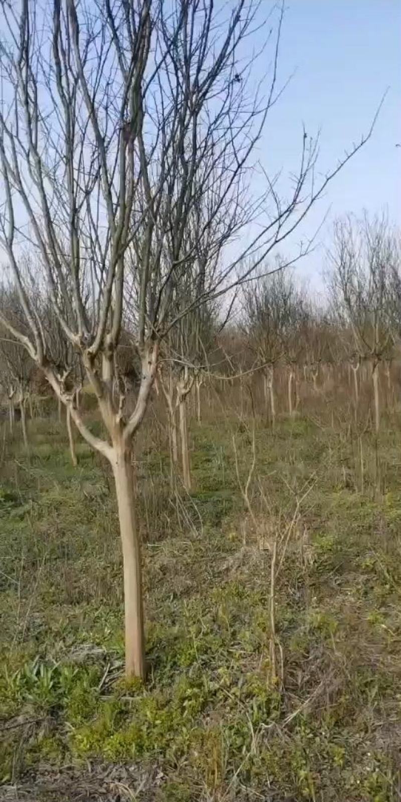 江西紫薇基地供应保质保量诚信经营量大从优可视频看货！