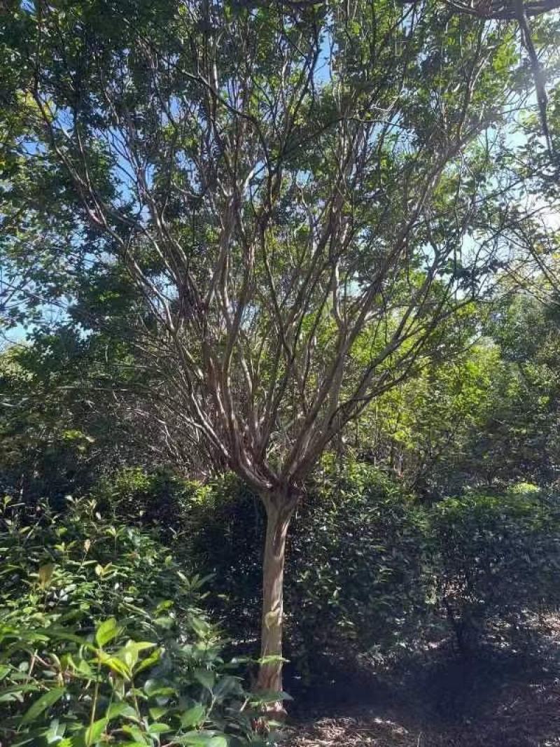 江西紫薇基地供应保质保量诚信经营量大从优可视频看货！