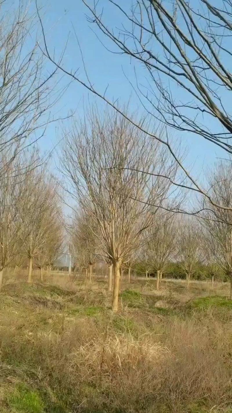 江西紫薇基地供应保质保量诚信经营量大从优可视频看货！
