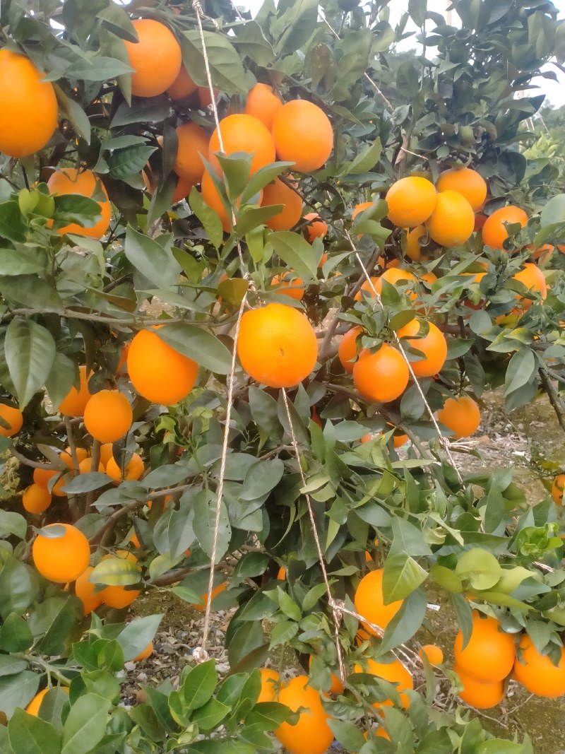 脐橙