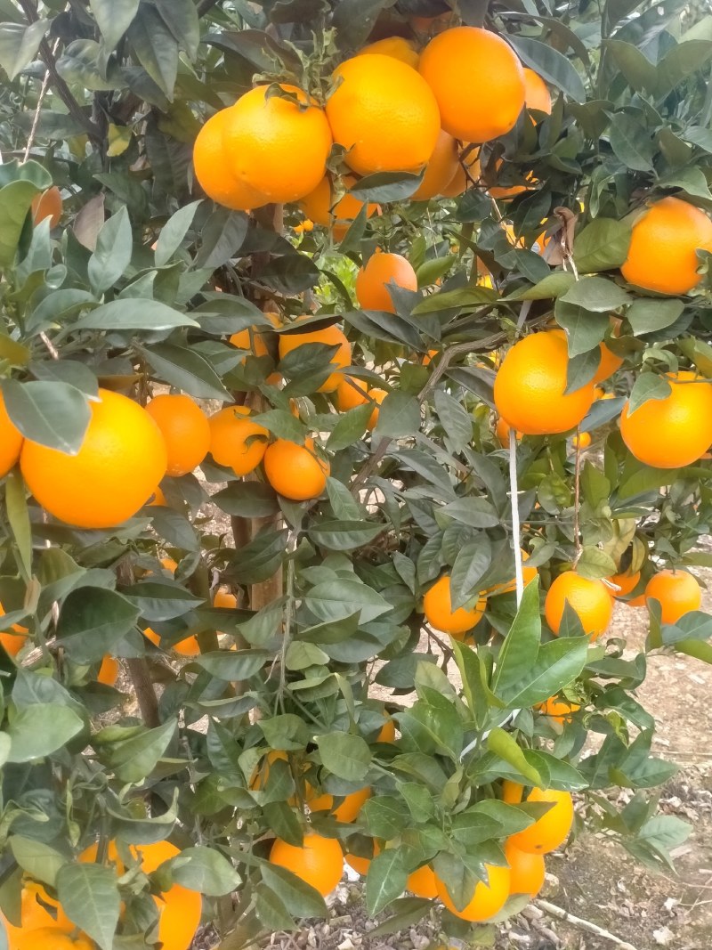 脐橙