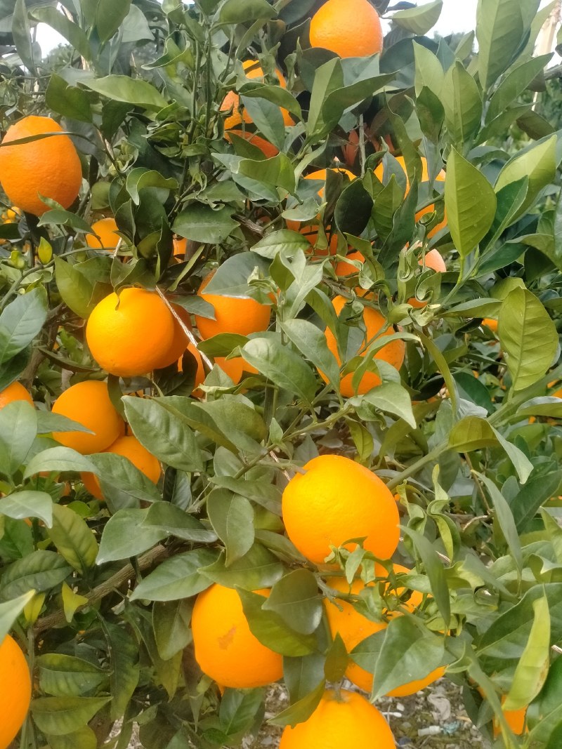 脐橙