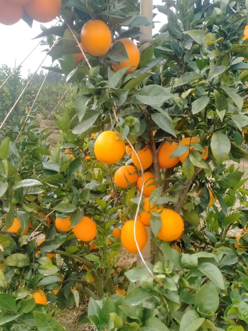 脐橙