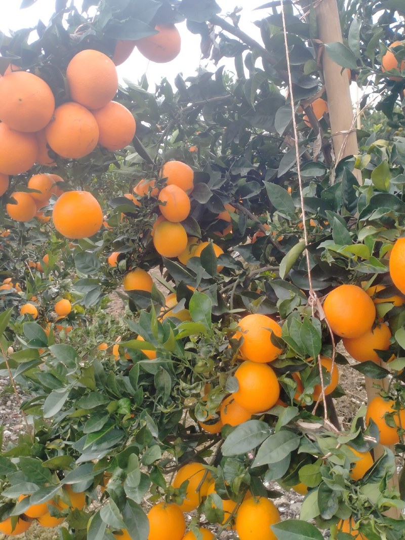 脐橙