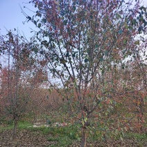 垂丝海棠，沂蒙垂丝海棠，苗圃直销价格美丽保证成活率