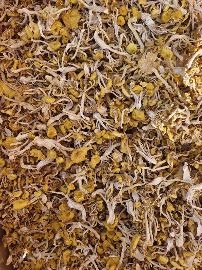青藏高原特产鸡油菌