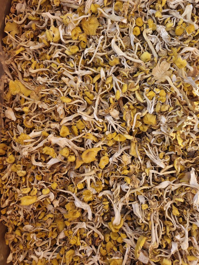 青藏高原特产鸡油菌