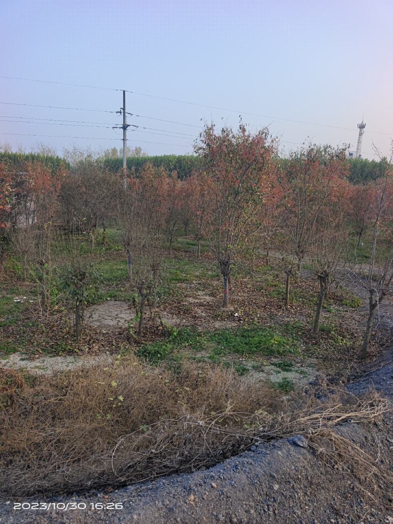 垂丝海棠，沂蒙垂丝海棠，苗圃直销价格美丽保证成活率