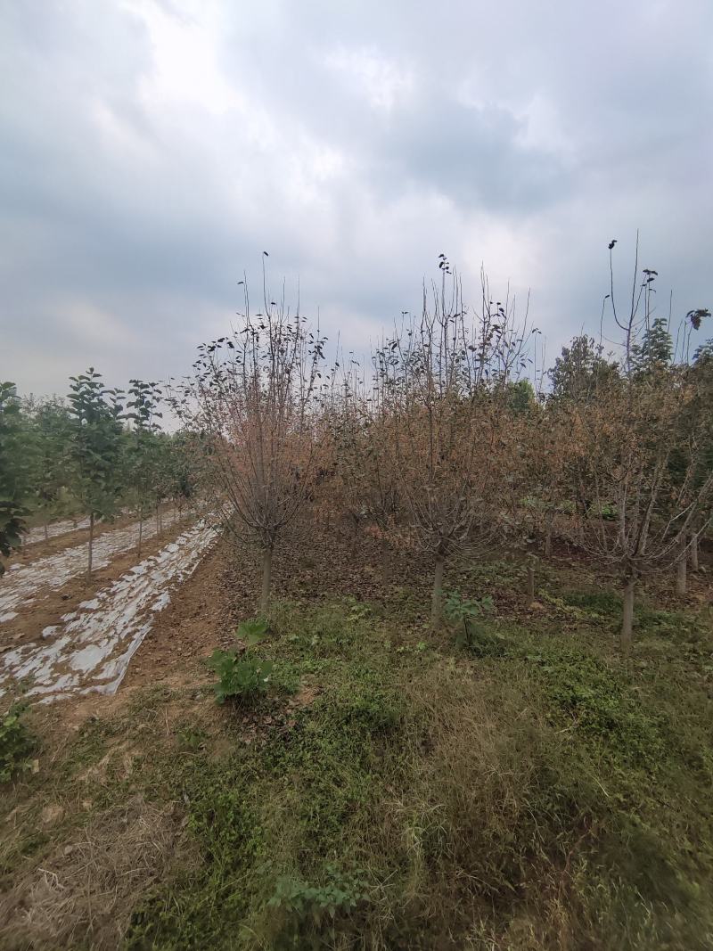 垂丝海棠，沂蒙垂丝海棠，苗圃直销价格美丽保证成活率