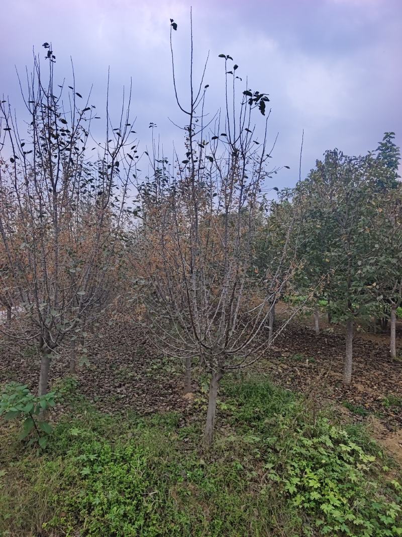 垂丝海棠，沂蒙垂丝海棠，苗圃直销价格美丽保证成活率