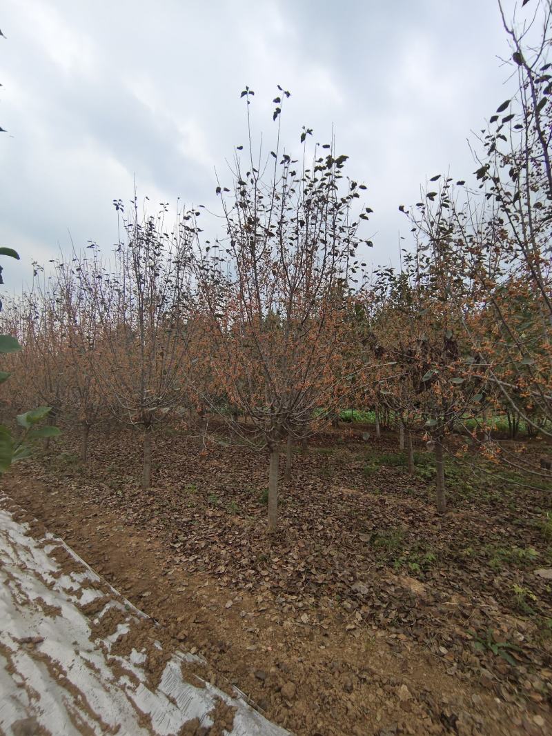 垂丝海棠，沂蒙垂丝海棠，苗圃直销价格美丽保证成活率