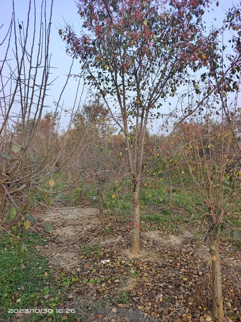垂丝海棠，沂蒙垂丝海棠，苗圃直销价格美丽保证成活率