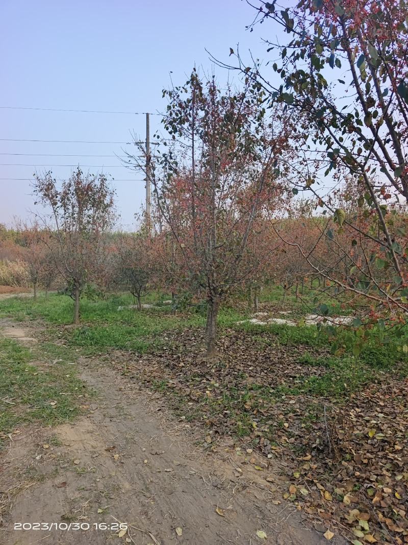 垂丝海棠，沂蒙垂丝海棠，苗圃直销价格美丽保证成活率