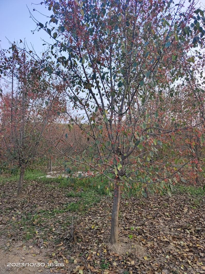 垂丝海棠，沂蒙垂丝海棠，苗圃直销价格美丽保证成活率