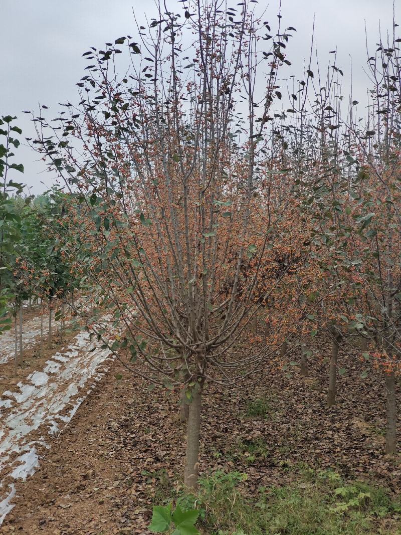 垂丝海棠，沂蒙垂丝海棠，苗圃直销价格美丽保证成活率