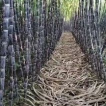 广西桂林甘蔗黑皮甘蔗黄皮甘蔗种植基地全国发货