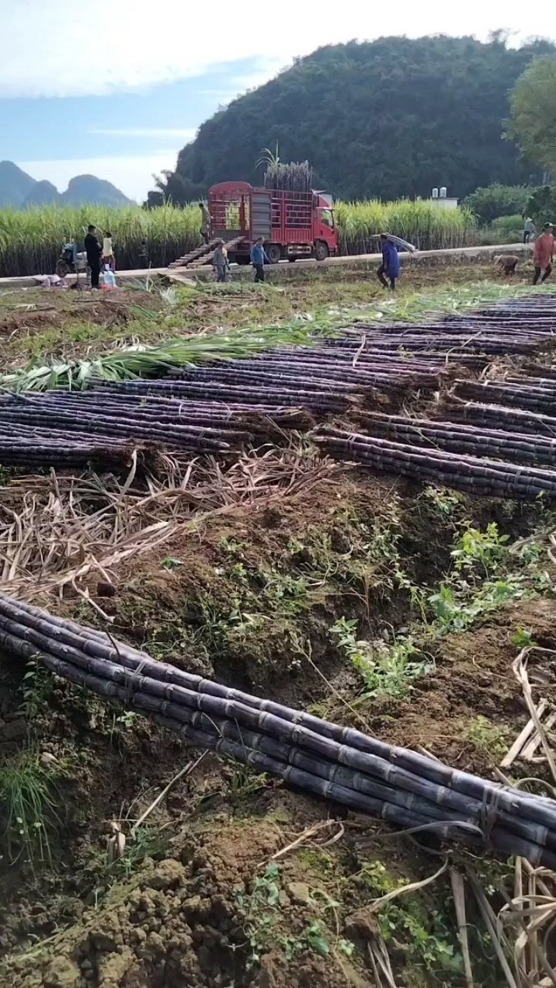 广西桂林甘蔗黑皮甘蔗黄皮甘蔗种植基地全国发货