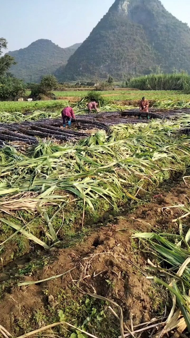 广西桂林甘蔗黑皮甘蔗黄皮甘蔗种植基地全国发货
