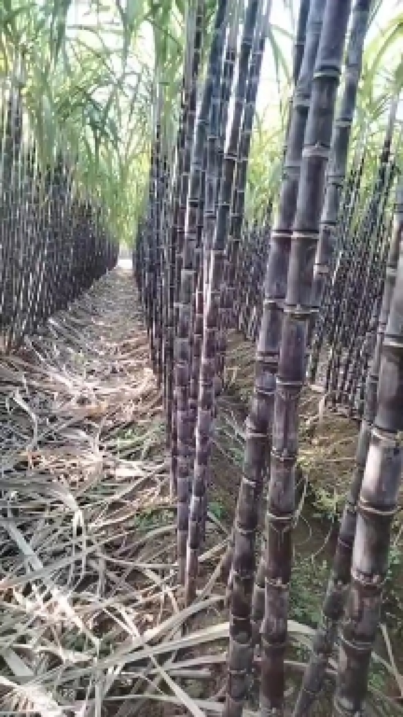 广西桂林甘蔗黑皮甘蔗黄皮甘蔗种植基地全国发货