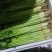芹菜宁夏银川芹菜量大从优批发电商平台团购商超欢迎实地考察