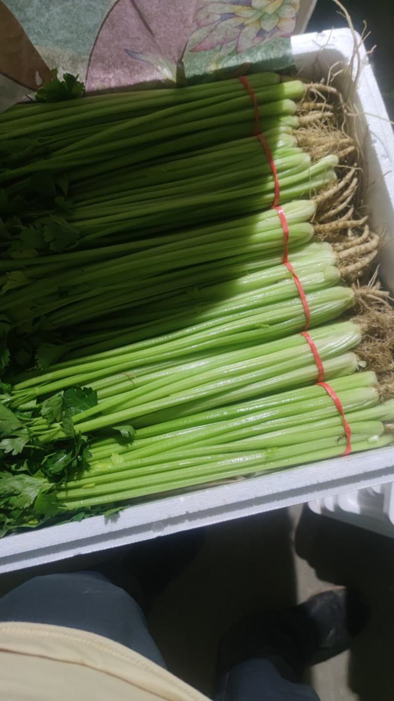 芹菜宁夏银川芹菜量大从优批发电商平台团购商超欢迎实地考察