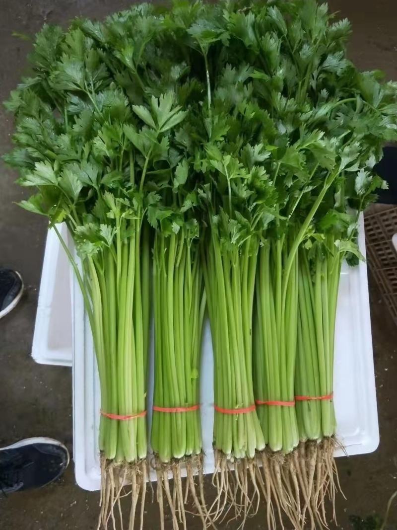 芹菜宁夏银川芹菜量大从优批发电商平台团购商超欢迎实地考察