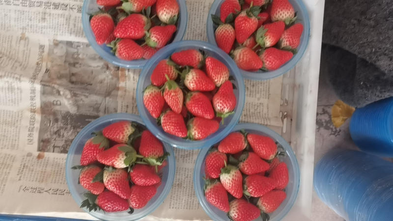 山东精品草莓产地直销量大从优欢迎老板选购可视频
