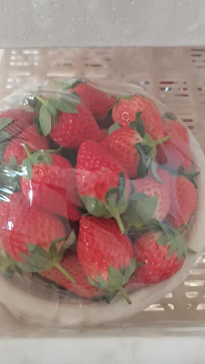 山东精品草莓产地直销量大从优欢迎老板选购可视频