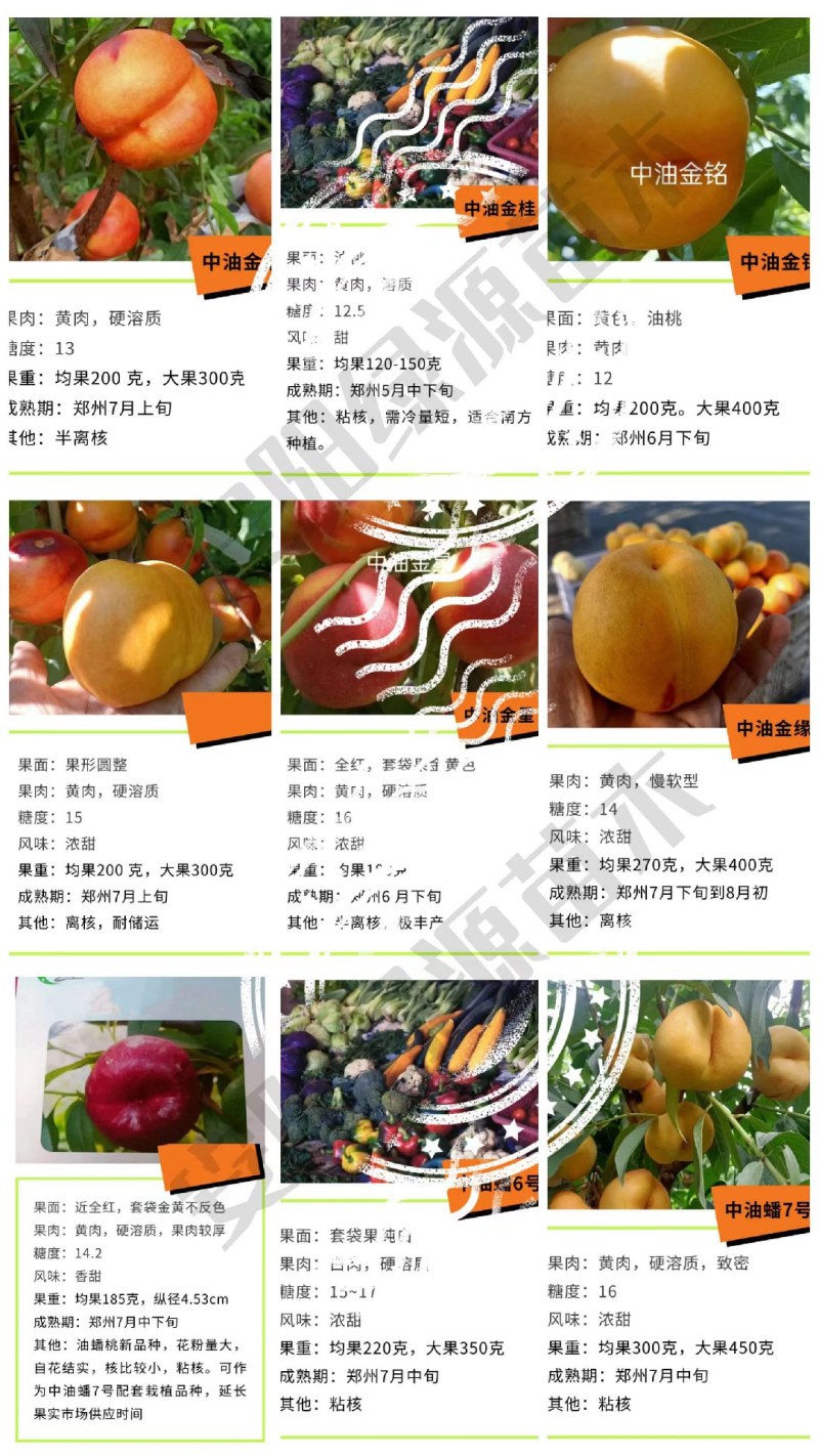 桃新品种早熟晚熟特大果香甜毛桃油桃蟠桃黄桃蜜桃
