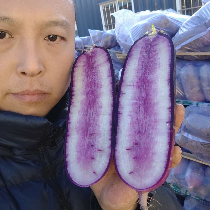 精品水果萝卜山东水果萝卜一手货源视频看货欢迎下单