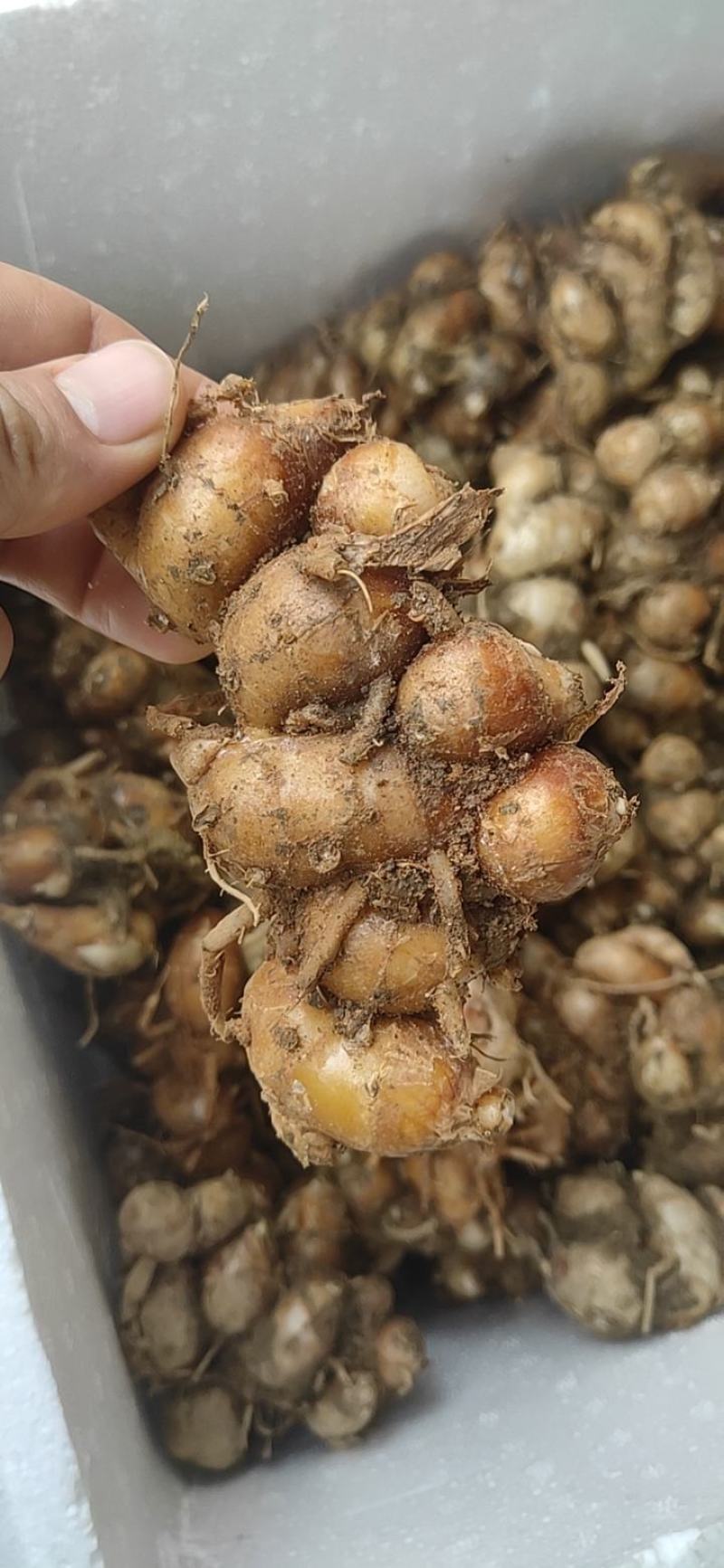 新鲜现挖沙姜