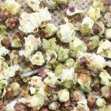 白梅花绿梅花绿萼梅白梅花茶