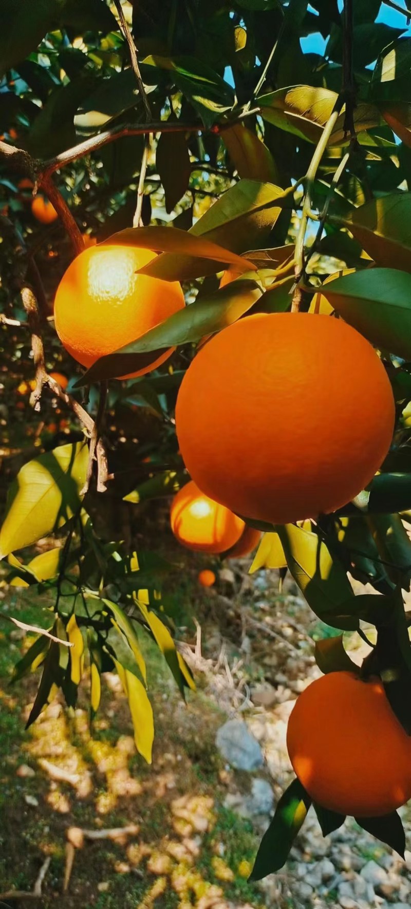 奉节脐橙圆红纽荷尔脐橙提供纸箱泡沫箱入口汁水丰富化渣