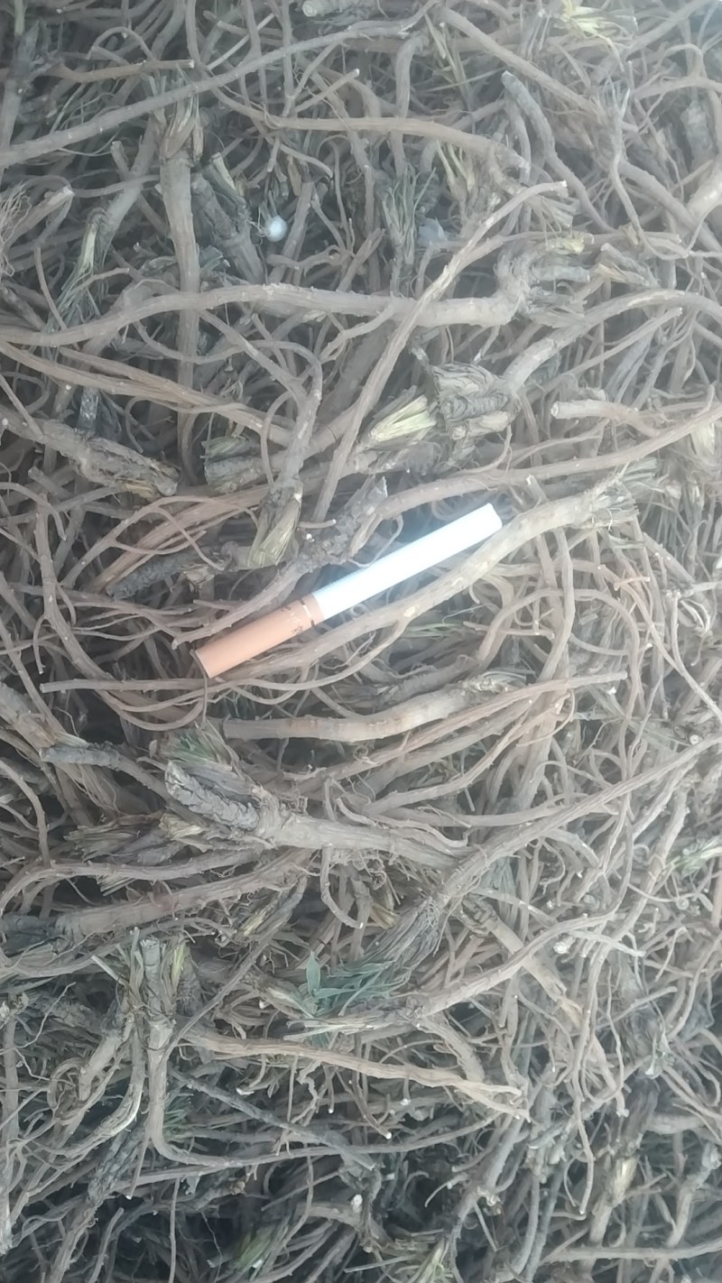正宗柴胡产地直发欢迎电话咨询