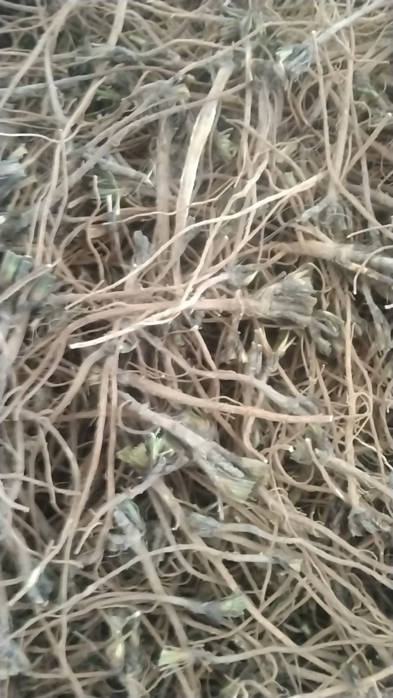 正宗柴胡产地直发欢迎电话咨询