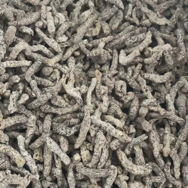 白僵蚕中药材白僵虫天虫白僵蚕粉僵蚕僵蚕僵虫