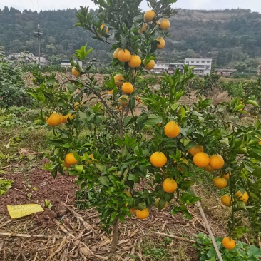 挂果柑橘树
