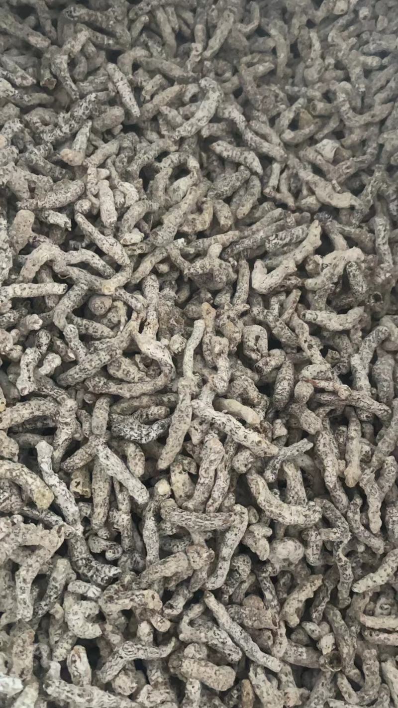 白僵蚕中药材白僵虫天虫白僵蚕粉僵蚕僵蚕僵虫