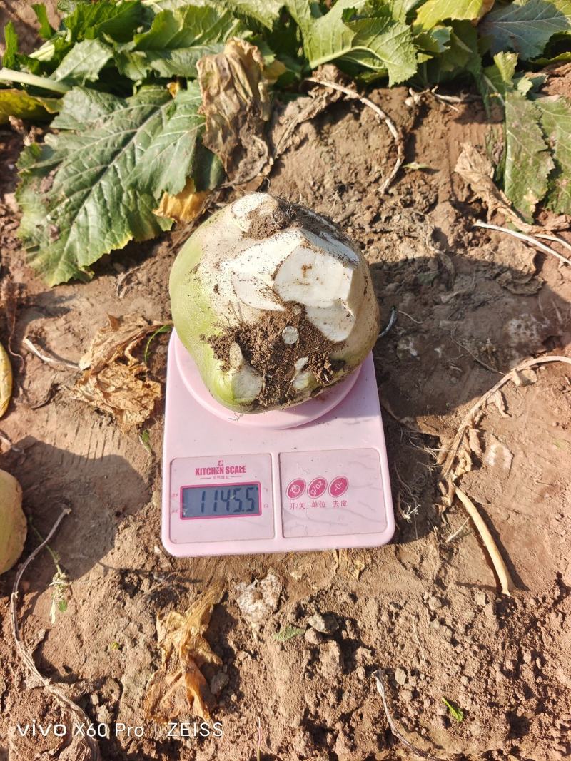 芥菜疙瘩，产地直发，现挖现发！全国发货欢迎咨询